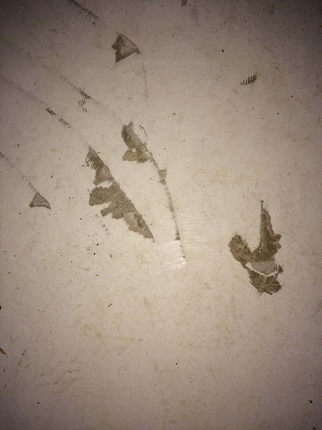 lino.jpg