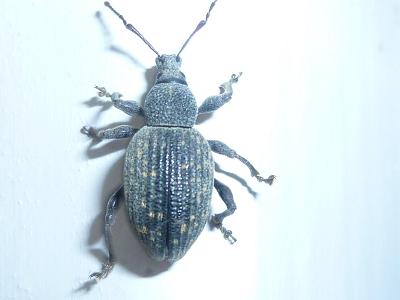 bestiole2.JPG